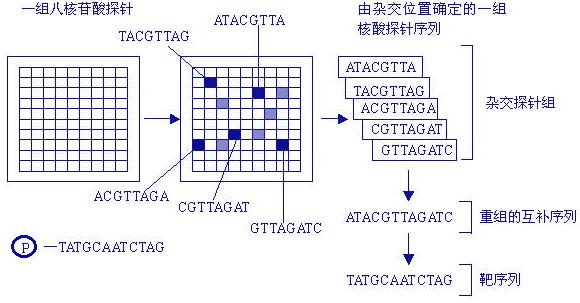 DNA芯片:未来十亿字节级其孑遗储解决筹划_芯片_年夜众 通讯 DNA芯片:未来十亿字节级其孑遗储解决筹划_芯片_年夜众 DNA芯片:未来十亿字节级其孑遗储解决筹划_芯片_年夜众 通讯