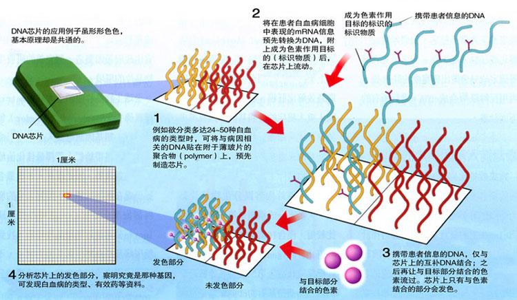 基因芯片根本常识全解析提升BUFF满点！_芯片_科研 基因芯片根本常识全解析提升BUFF满点！_芯片_科研 互联网