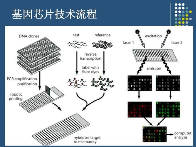 科技名词|什么是生物芯片？_芯片_基因芯片 科技名词|什么是生物芯片？_芯片_基因芯片 互联网