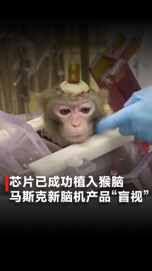 马斯克15分钟给猴脑植入芯片演示用意念打字_接口_马斯克 马斯克15分钟给猴脑植入芯片演示用意念打字_接口_马斯克 通讯