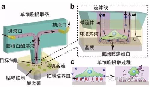 前沿｜基于微流控的细胞操纵方法与应用_细胞_芯片 前沿｜基于微流控的细胞操纵方法与应用_细胞_芯片 互联网