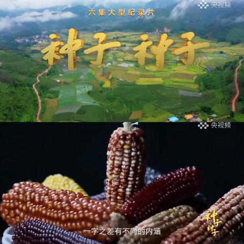 从一粒种子到一颗芯片 长沙科技立异处在全国领先地位_水稻_长沙 互联网 从一粒种子到一颗芯片 长沙科技立异处在全国领先地位_水稻_长沙 从一粒种子到一颗芯片 长沙科技立异处在全国领先地位_水稻_长沙 互联网