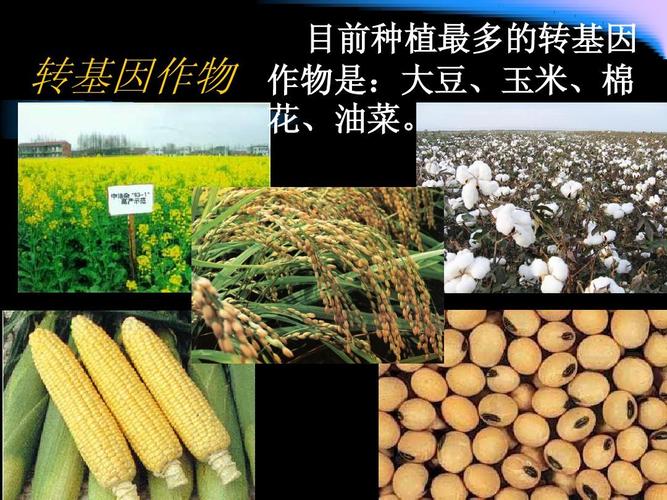 加速中国作物育种进程：首个用于作物诱变育种电子加速器安装调试_转基因_生物 加速中国作物育种进程：首个用于作物诱变育种电子加速器安装调试_转基因_生物 互联网