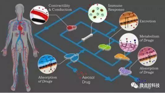 开启个性化医疗时代“器官芯片”理解一下_器官_芯片 开启个性化医疗时代“器官芯片”理解一下_器官_芯片 智能