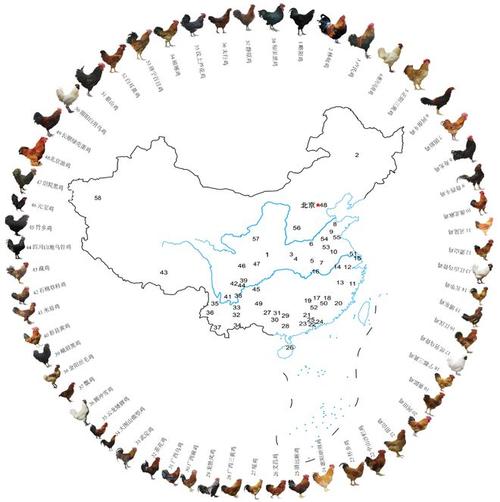 首款！中国地方鸡专用芯片“神农1号”研发成功！_种质_基因组 首款！中国地方鸡专用芯片“神农1号”研发成功！_种质_基因组 科学