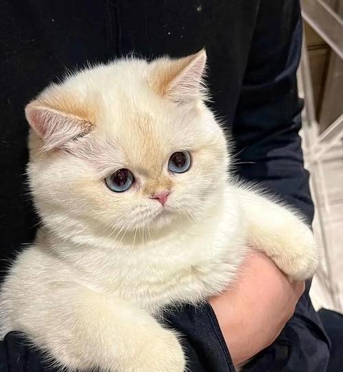 96只世界名猫郑州比美！有的身价超十万 主人称把猫当儿子养_一只_英国 96只世界名猫郑州比美！有的身价超十万 主人称把猫当儿子养_一只_英国 智能